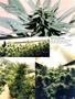 Page: - 81 | High Times
