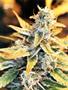 Page: - 83 | High Times