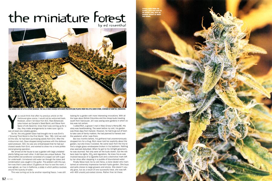 the miniature forest