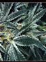 Page: - 54C | High Times