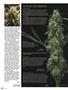 Page: - 82 | High Times