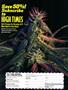 Page: - 43 | High Times