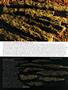 Page: - 51 | High Times
