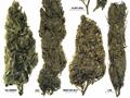 Page: - 55 | High Times