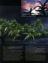 Page: - 57 | High Times
