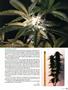 Page: - 81 | High Times
