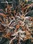 Page: - 61 | High Times