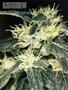 Page: - 63 | High Times