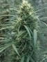 Page: - 81 | High Times