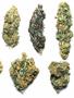 Page: - 59 | High Times