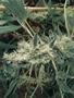 Page: - 54 | High Times