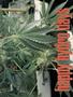 Page: - 55 | High Times