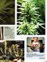 Page: - 81 | High Times