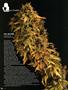 Page: - 86 | High Times