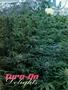 Page: - 54 | High Times