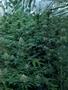 Page: - 55 | High Times