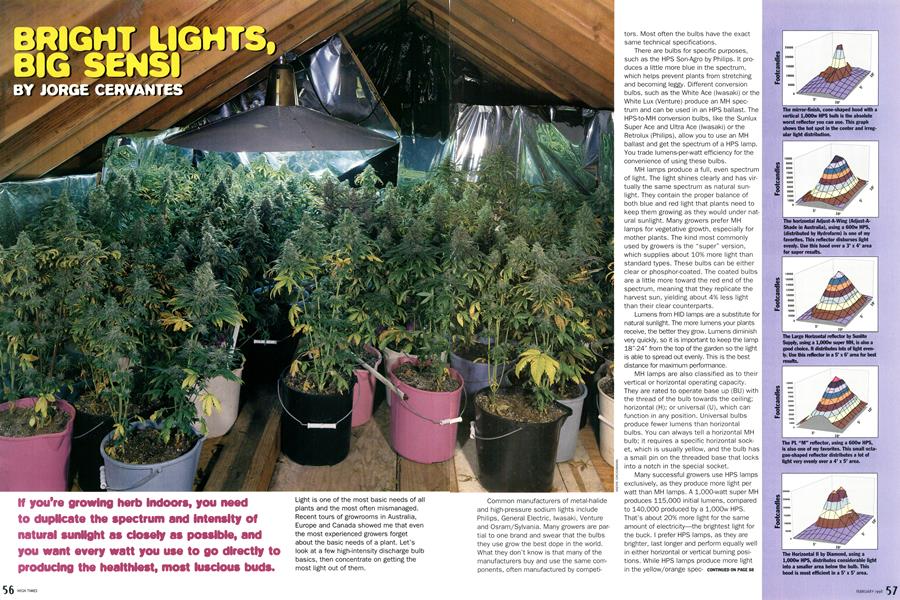 BRIGHT LIGHTS, BIG SENSI