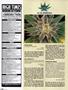 Page: - 100 | High Times