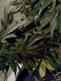 Page: - 59 | High Times