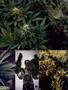 Page: - 87 | High Times