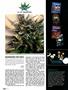 Page: - 100 | High Times