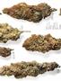 Page: - 60B | High Times