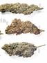 Page: - 60C | High Times