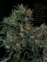 Page: - 52 | High Times