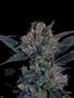 Page: - 56 | High Times