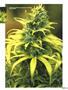 Page: - 45 | High Times