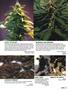 Page: - 81 | High Times