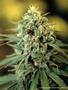 Page: - 53 | High Times