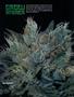 Page: - 80 | High Times