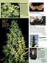Page: - 81 | High Times