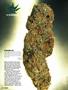 Page: - 92 | High Times
