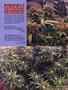 Page: - 78 | High Times