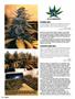 Page: - 92 | High Times