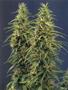 Page: - 51 | High Times