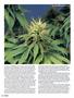 Page: - 52 | High Times