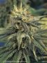 Page: - 53 | High Times