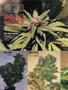 Page: - 78 | High Times