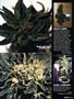 Page: - 91 | High Times