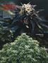 Page: - 90 | High Times