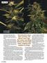 Page: - 94 | High Times