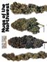 Page: - 58 | High Times