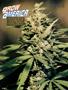 Page: - 84 | High Times