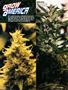 Page: - 78 | High Times