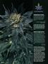 Page: - 90 | High Times