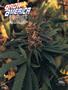 Page: - 78 | High Times