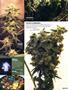 Page: - 79 | High Times